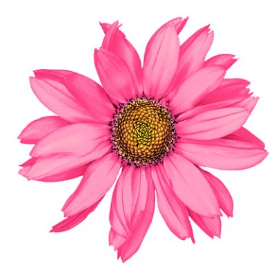 Pink decorative sunflower macro isolated on white