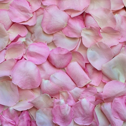 rose-petals-g17f358b47_1920