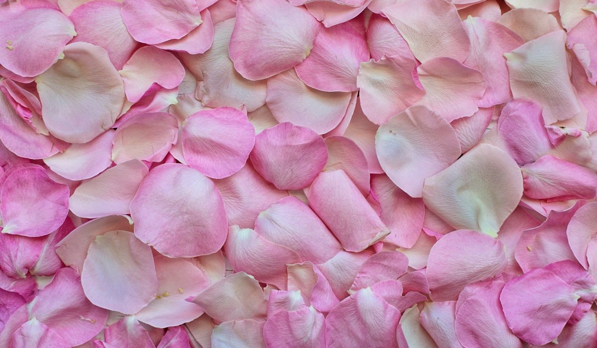 rose-petals-g17f358b47_1920